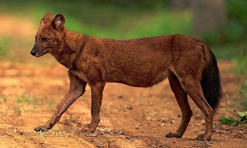 Đàn sói hoang tấn công gia súc ở Điện Biên là loài quý hiếm nguy cấp cần bảo tồn