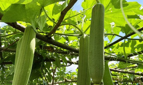 Nước giải khát bổ dưỡng từ quả mướp tươi