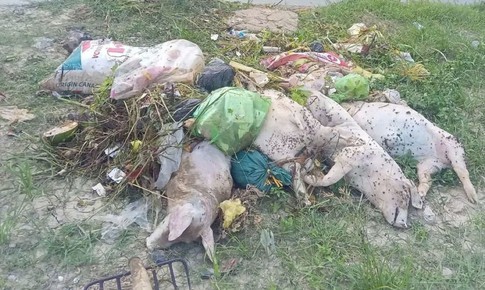 Hàng chục xác lợn chết bị vứt xuống kênh đe dọa nguồn nước và sức khỏe cộng đồng