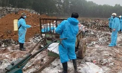 Thanh Hóa: Tiêu hủy gần 7.000 con lợn bị bệnh dịch tả lợn châu Phi