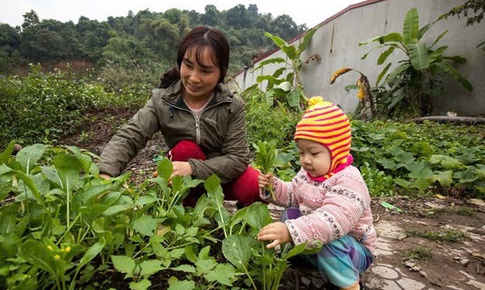 Tự trồng, tự nuôi, tự nấu: Mô hình “vườn – ao – chuồng” cải thiện dinh dưỡng hộ gia đình vùng cao