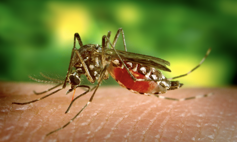 Bệnh Chikungunya do muỗi vằn truyền c&#243; biểu hiện ra sao?