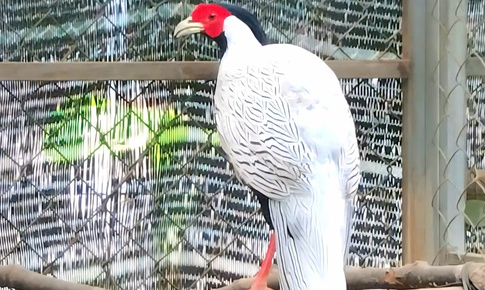 B&#234;n trong nơi bảo tồn, nh&#226;n giống g&#224; l&#244;i trắng v&#224; nhiều lo&#224;i động vật qu&#253; hiếm ở Huế