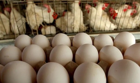 Trứng g&#224; tăng gi&#225; dựng đứng c&#243; phải do khan hiếm nguồn cung?