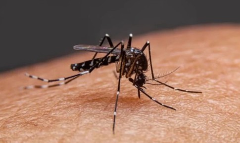 Tăng cường giám sát tại cửa khẩu, sân bay phòng chống bệnh Chikungunya