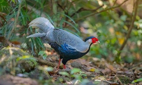 Người dân có được tự ý nuôi các loài động vật có tên trong sách Đỏ?