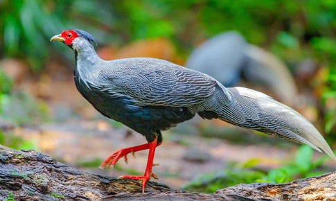 Chuy&#234;n gia bảo tồn: &#39;Cần l&#224;m nghi&#234;m người coi thường ph&#225;p luật vụ nu&#244;i g&#224; l&#244;i trắng&#39;