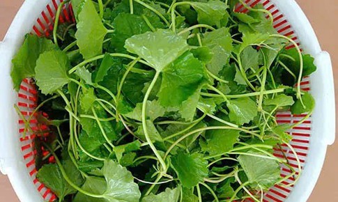 C&#244;ng dụng tuyệt vời của rau m&#225;, diếp c&#225; v&#224; t&#237;a t&#244; cho sức khỏe