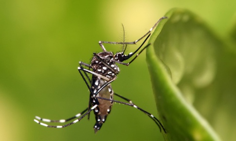 C&#225;ch n&#224;o để bảo vệ bản th&#226;n khỏi Chikungunya?