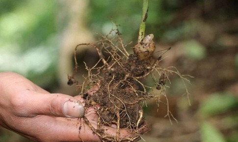 Đ&#224; Nẵng: Bắt giữ 3 đối tượng đ&#224;o trộm gần 300 gốc s&#226;m Ngọc Linh