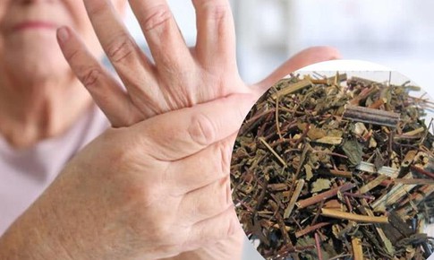 Loài cây mọc hoang nhưng lại rất tốt trong điều trị đau nhức xương khớp