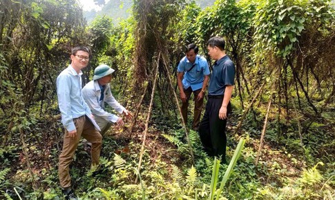Hợp tác xã vườn giống dược liệu ở Yên Bái: Chuẩn hóa giống, mở rộng vùng trồng bền vững