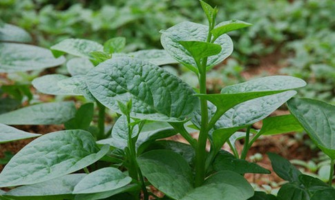 10 bài thuốc từ rau mồng tơi