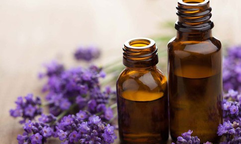 7 loại ‘thuốc tự nhiên’ chống muỗi, giúp phòng bệnh do muỗi truyền