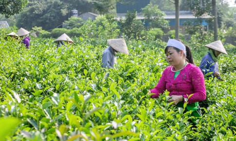 Hà Nội: Tập trung phát triển kinh tế - xã hội vùng đồng bào dân tộc thiểu số và miền núi