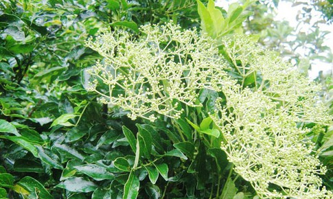 Ưng bất bạc - Thảo dược tốt cho người viêm gan, xơ gan, gan nhiễm mỡ