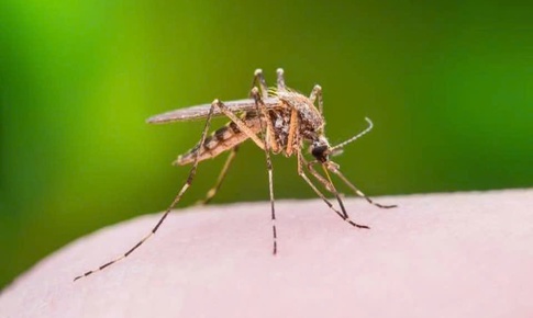 HIV có lây qua muỗi đốt không?