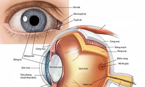 Mắt bạn hoạt động như thế nào?