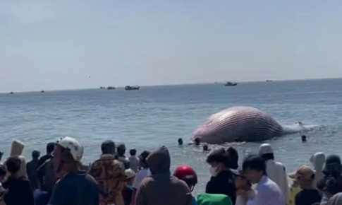 Xác cá voi gần 8 tấn, dài hơn 11 mét trôi dạt vào bờ biển Lâm Đồng