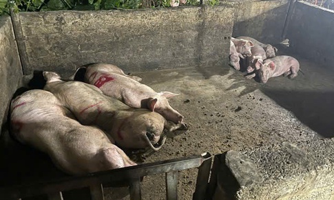 H&#224; Nội  sẽ xử l&#253; dứt điểm hơn 700 cơ sở giết mổ gia s&#250;c tự ph&#225;t