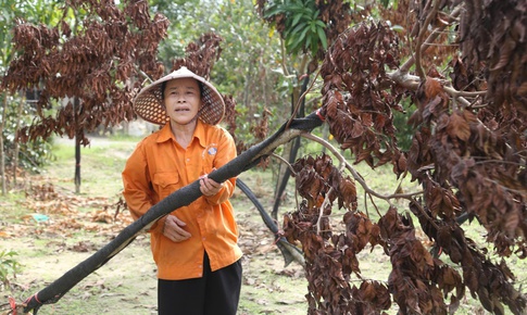 Cây chết khô sau bão, người dân làng cây cảnh ở Nghệ An lo mất Tết