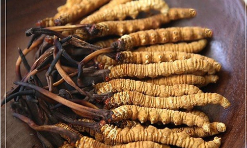 C&#225;c loại đ&#244;ng tr&#249;ng hạ thảo phổ biến hiện nay, c&#225;ch mua v&#224; sử dụng