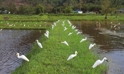 Lội ruộng, tr&#232;o c&#226;y ph&#225; dỡ bẫy chim hoang d&#227; ở Nghệ An