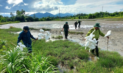 Tháo dỡ 'thiên la địa võng', bảo vệ chim hoang dã mùa di cư