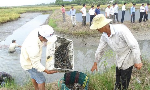 Nhiều c&#225;ch l&#224;m hay gi&#250;p d&#226;n x&#243;a đ&#243;i, giảm ngh&#232;o ở C&#224; Mau