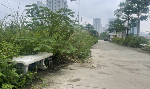 Cỏ dại mọc um t&#249;m tại c&#244;ng vi&#234;n, hồ điều h&#242;a hơn 700 tỷ đồng ở H&#224; Nội