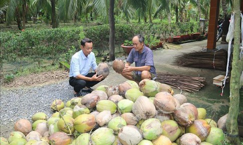 Dừa kh&#244; được gi&#225; mang lại lợi nhuận cao cho n&#244;ng d&#226;n