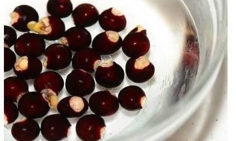 Cây nhãn trị những bệnh gì?