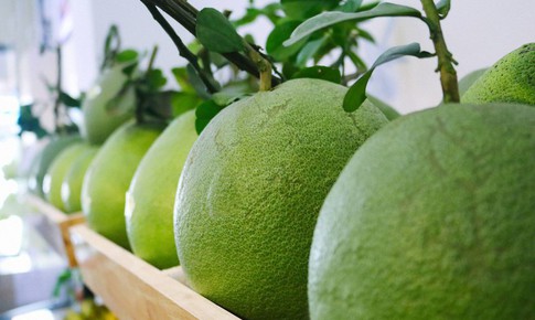 Điểm danh 6 loại bưởi đặc sản l&#224;m say l&#242;ng người Việt