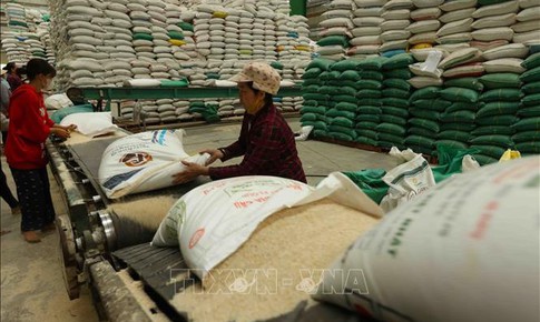 Thị trường n&#244;ng sản: Gi&#225; l&#250;a gạo đồng loạt tăng
