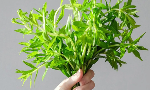 Công dụng trị bệnh của rau ngổ và cách dùng an toàn