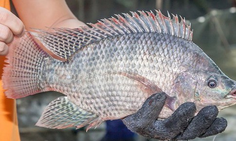 Thực hư thông tin ăn cá rô phi gây nguy hại sức khỏe đang lan truyền trên mạng