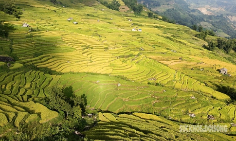 Mùa vàng Y Tý - Tuyệt tác thiên nhiên giữa đại ngàn Tây Bắc