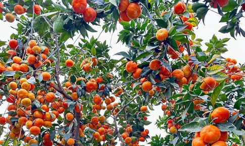'Thủ phủ' cam Hà Tĩnh đỏ rực chờ Tết