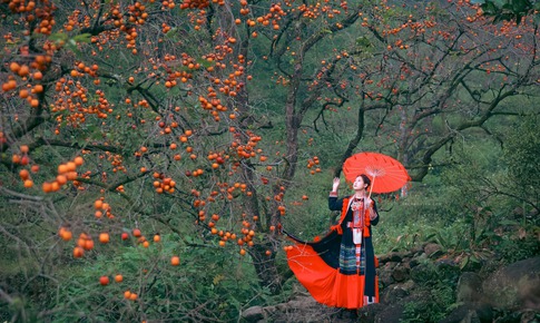 Vườn hồng cổ thụ hút khách chụp ảnh mùa quả chín