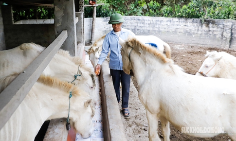 Loài ngựa quý hiếm được ví như 'vàng trắng' giúp người dân xứ Lạng đổi đời, xây nhà mua xe