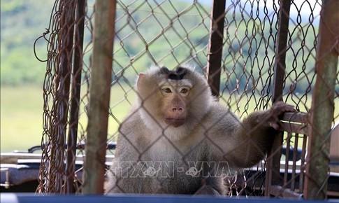 Thả hàng trăm động vật hoang dã về môi trường tự nhiên