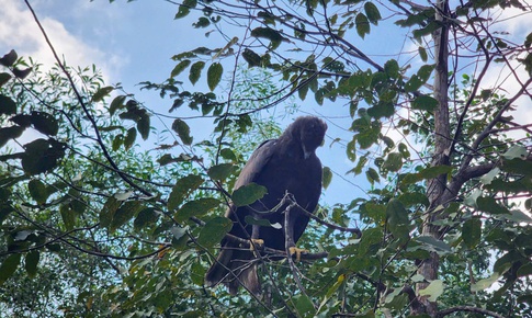 Cá thể đại bàng vừa được giao nộp, tái thả về rừng ở Huế quý hiếm thế nào?