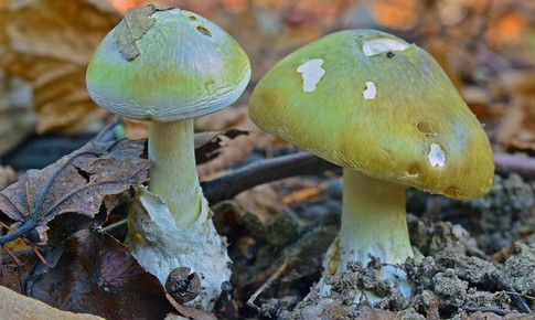 Ăn nấm hái ở vườn, người phụ nữ phải nhập viện cấp cứu