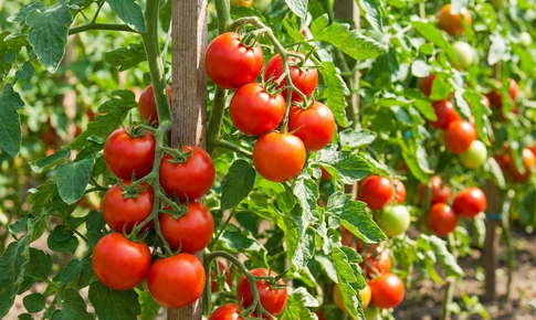 6 lý do nên ăn cà chua mỗi ngày