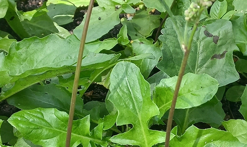 Loài rau mọc hoang như cỏ dại nhưng lại có tác dụng quý chữa bệnh