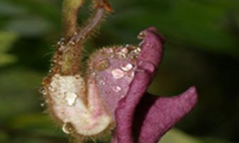 Loài phòng kỷ đặc hữu, quý hiếm, được biết đến là vị thuốc quý trong Đông y