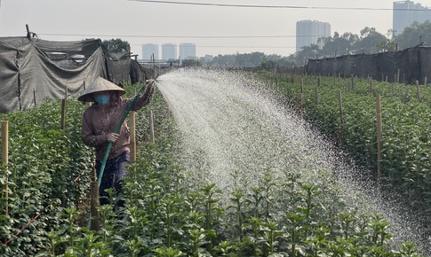 Hà Nội: Làng hoa Tây Tựu tất bật cho vụ Tết, thấp thỏm chờ 'trời thương'