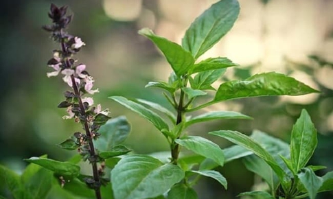 7 lý do nên uống nước lá húng quế vào buổi sáng