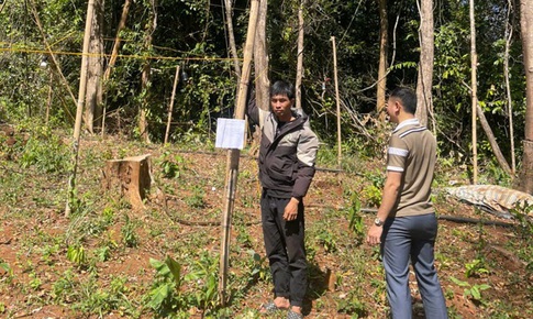 Khởi tố nam thanh niên lén trồng 763 cây cần sa trong rừng