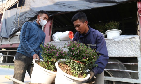 Hoa, cây cảnh tấp nập ven quốc lộ Nghệ An chờ người mua